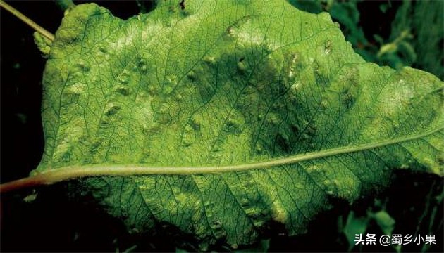 梨树叶片有黑斑是怎么回事,梨树早期落叶的原因和防治方法