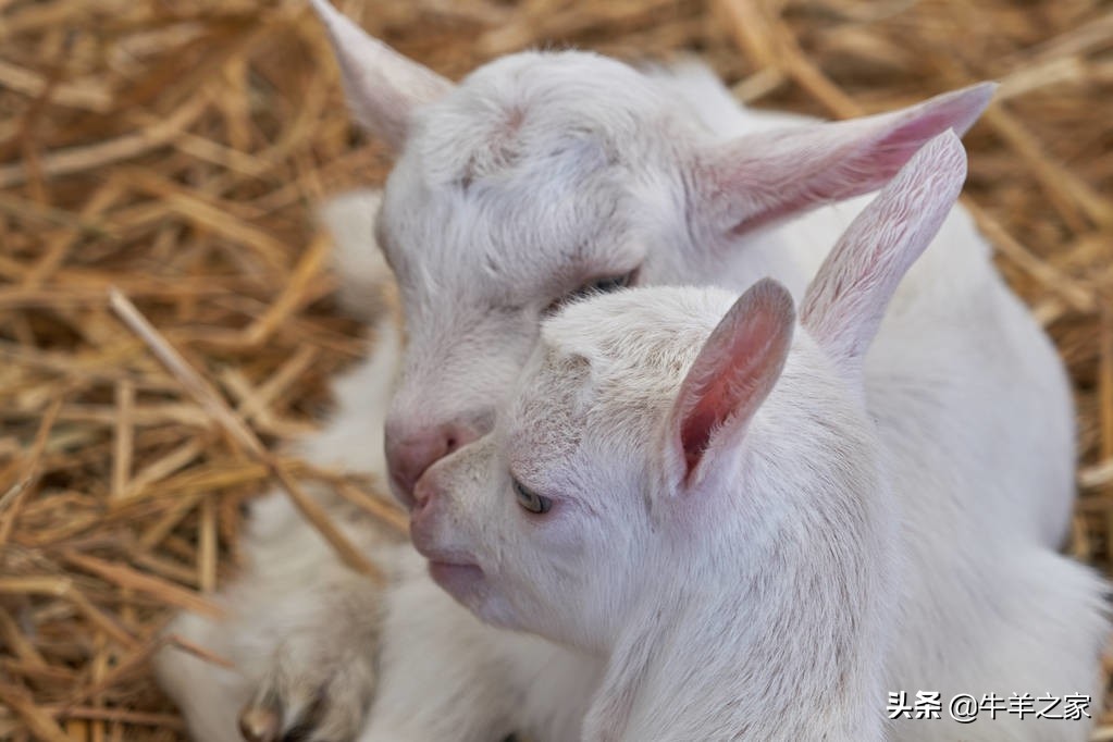 羊胎水过多治疗方法,羊胎里的水多咋回事