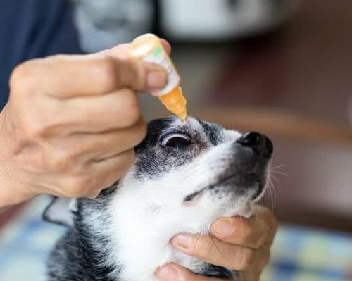 小比熊眼泪汪汪的原因,小比熊会哭吗