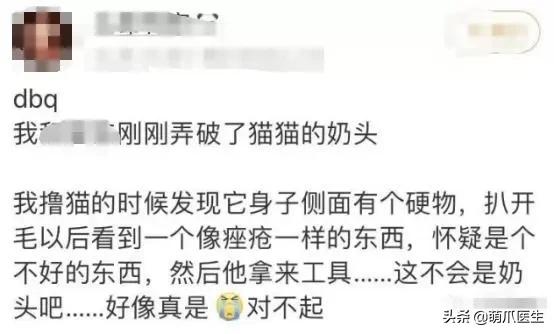 猫身上长了粉色疙瘩,公猫身上长了粉色的疙瘩