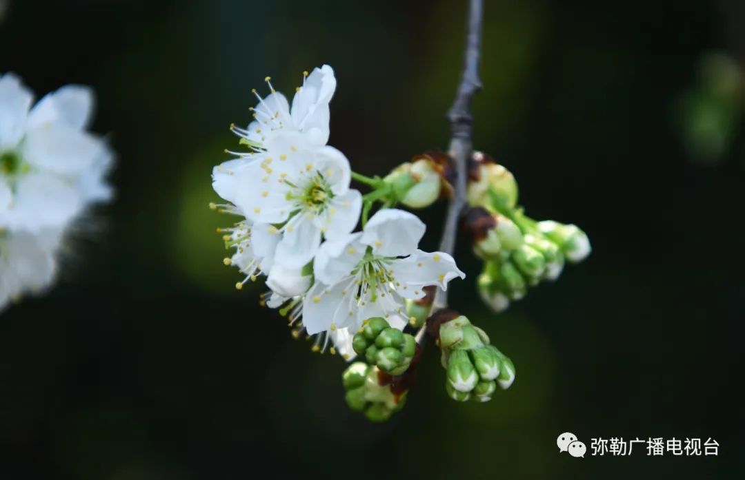 三月弥勒什么地方可以赏花,弥勒3月赏花攻略