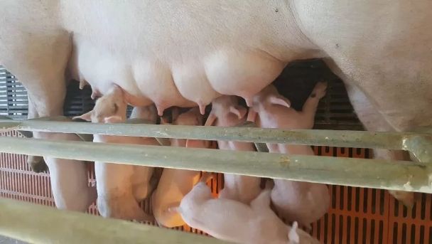 提高母猪产仔数的技巧有什么,如何提高母猪养猪场效益
