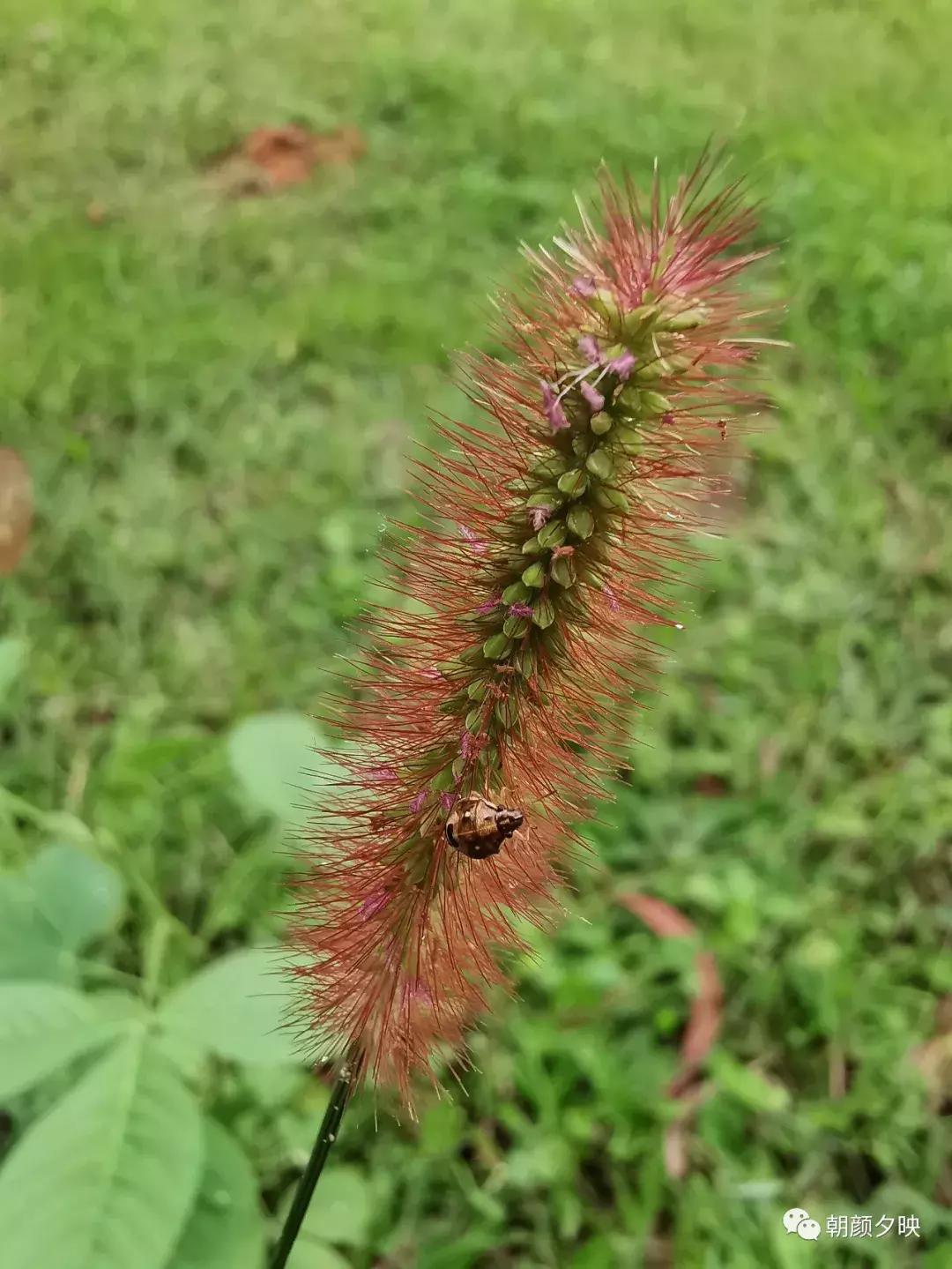 岐阳梧桐起凤环，鹭兮鹭兮寻不见（上）