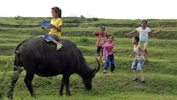 沅陵乡村放牛娃,放牛娃道县