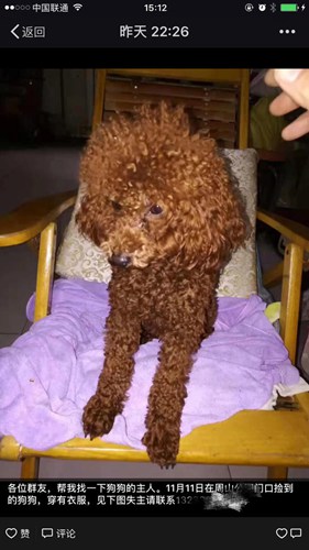 女子遛狗不栓绳导致狗被抓,遛狗不牵绳女人被咬