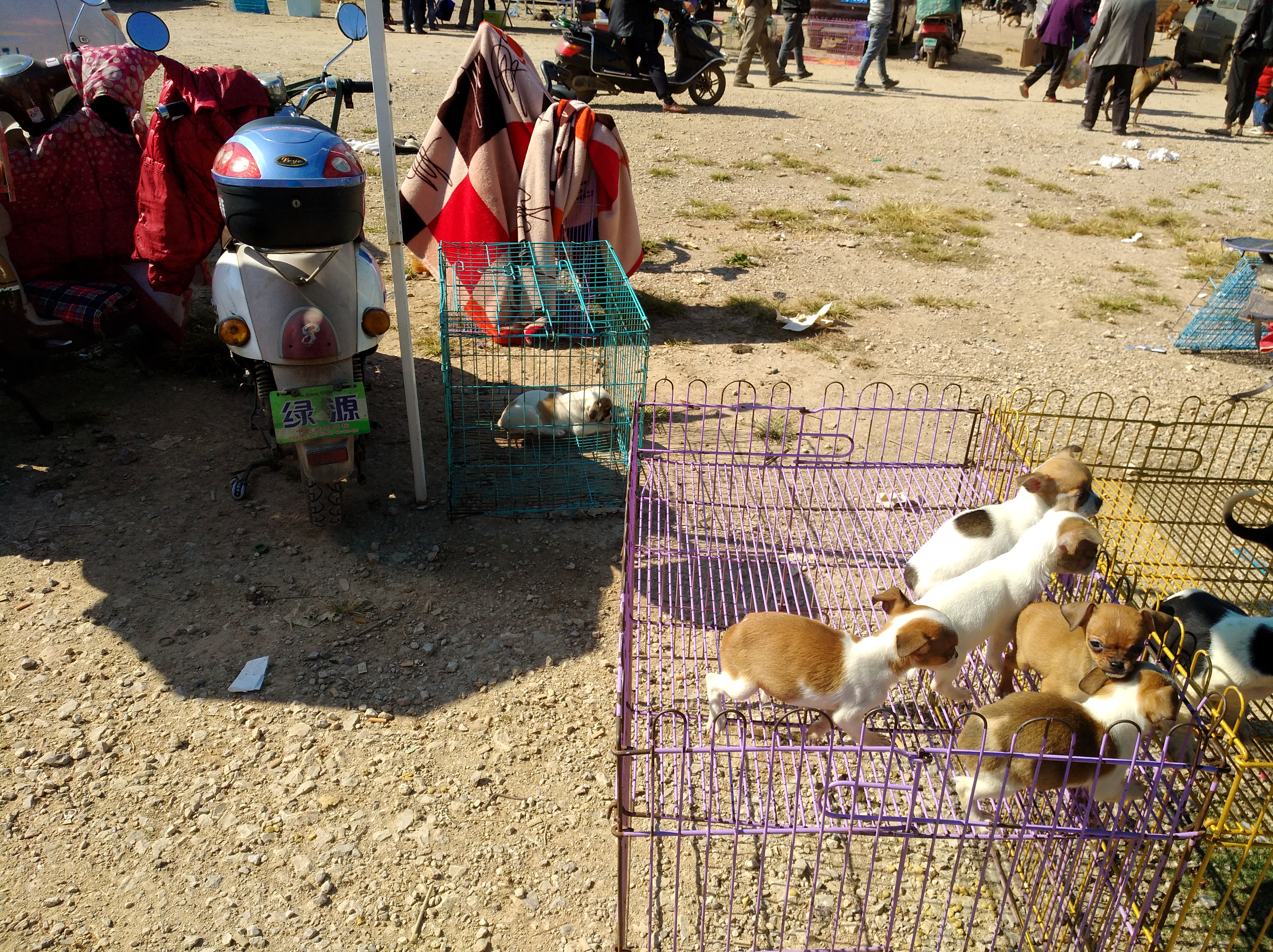 为什么不建议网上买狗狗,如何正确购买宠物狗