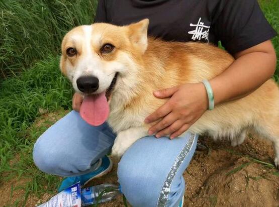 柯基狗一旦出现5个表现,柯基犬难养的五种原因