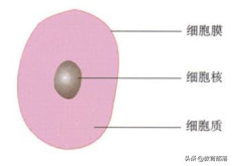 初中生物会考复习计划,初中生物会考复习资料全套
