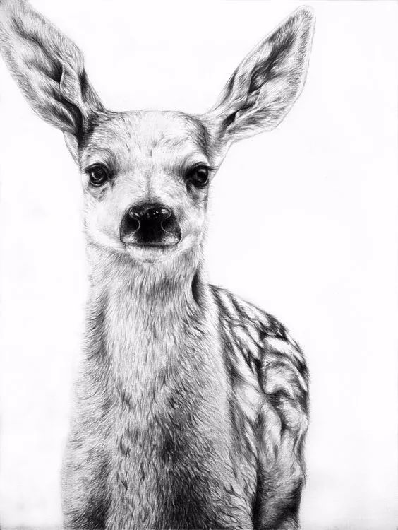 分享一套精美动物素描，值得收藏学习