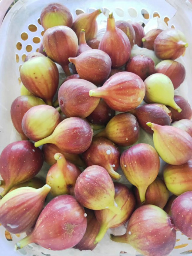 无花果育苗剪枝工艺流程,无花果的整枝技术