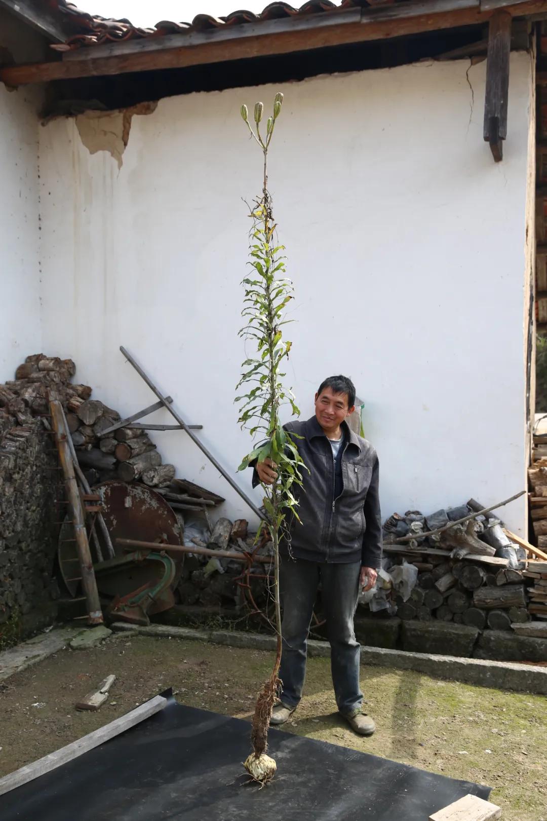 安徽发现的野韭菜,安徽发现野韭菜