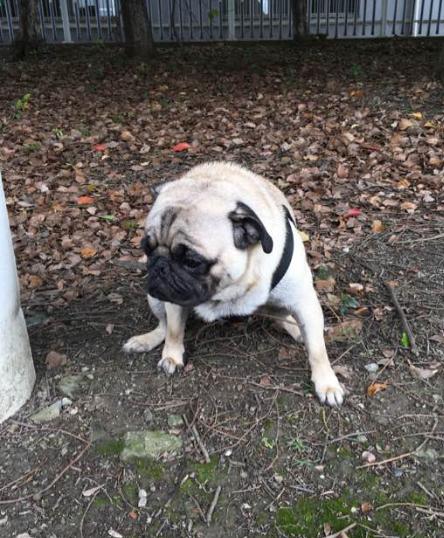 巴哥犬便便正常次数是多少,四个月巴哥犬一天几次便便