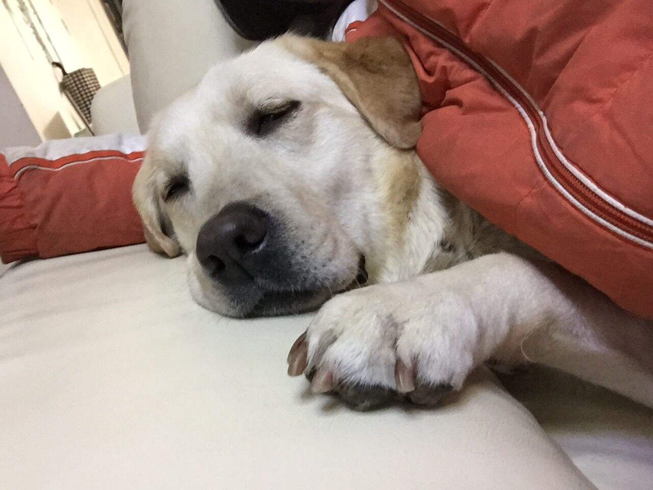 狗可以吃牛磺酸猫粮不,狗吃猫粮牛磺酸中毒