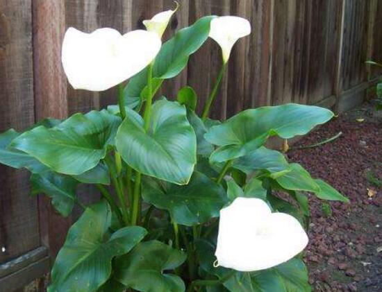 马蹄莲为什么第二年就不开花了,马蹄莲什么原因不开花