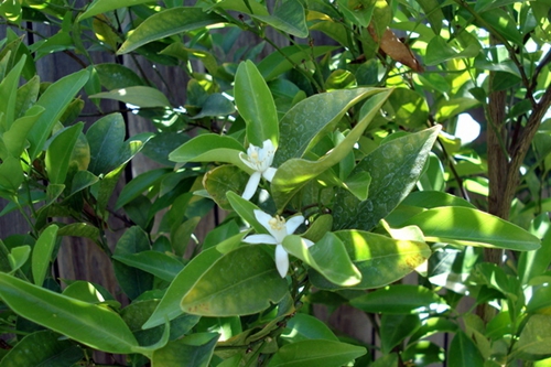 柠檬树病虫害用什么药,柠檬树怎么预防病虫害