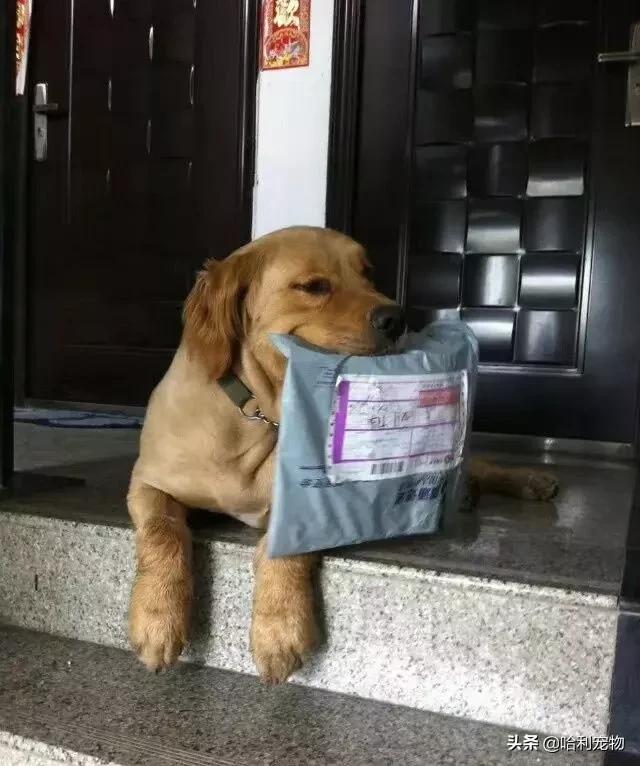 金毛到底有多聪明,金毛聪明排名第几