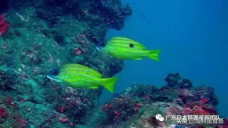 这5种淡水鱼值得多吃,中国最好吃的鱼类排行榜