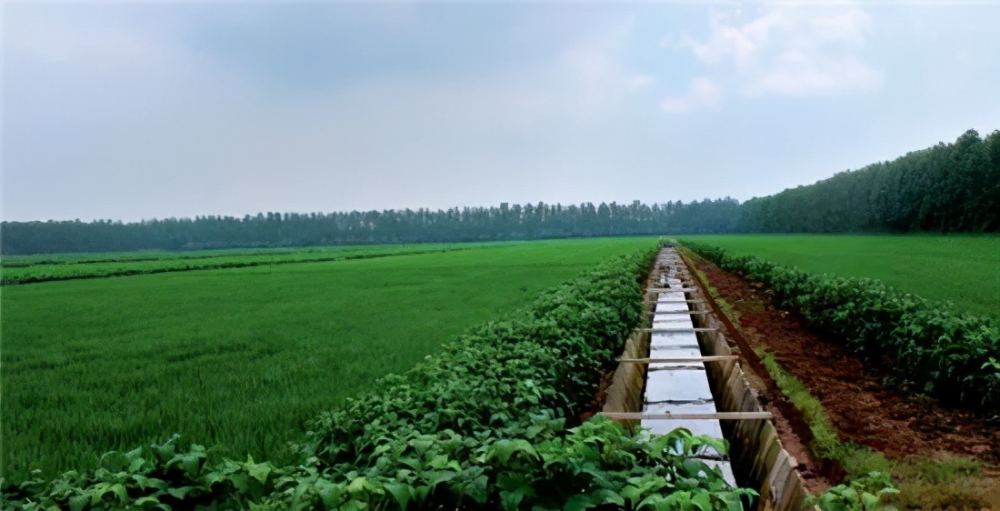 五月绿洲,六月的绿洲