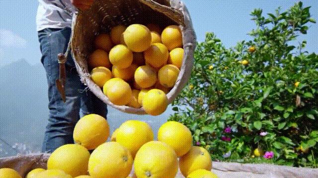 全世界的柠檬都读Lemon?这背后有一个刻在8号染色体上的上古故事