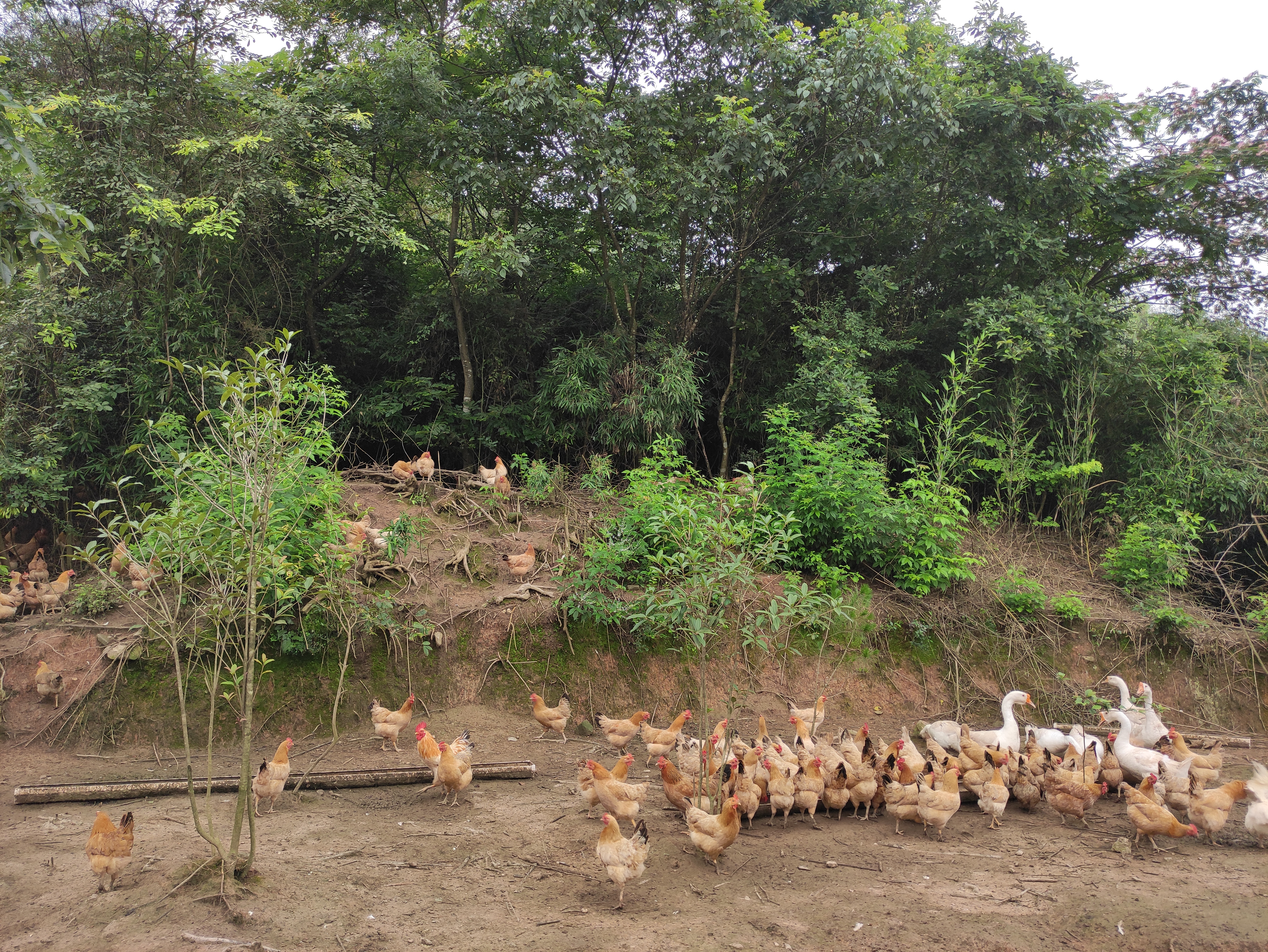 散养土鸡能赔钱吗,土鸡放养就是土鸡吗