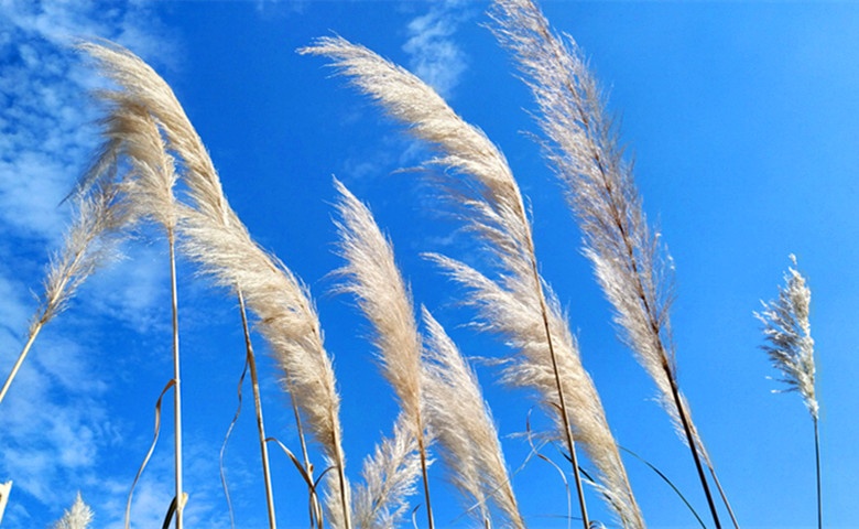 春节昆明景点免费开放,昆明春节公园免费开放时间