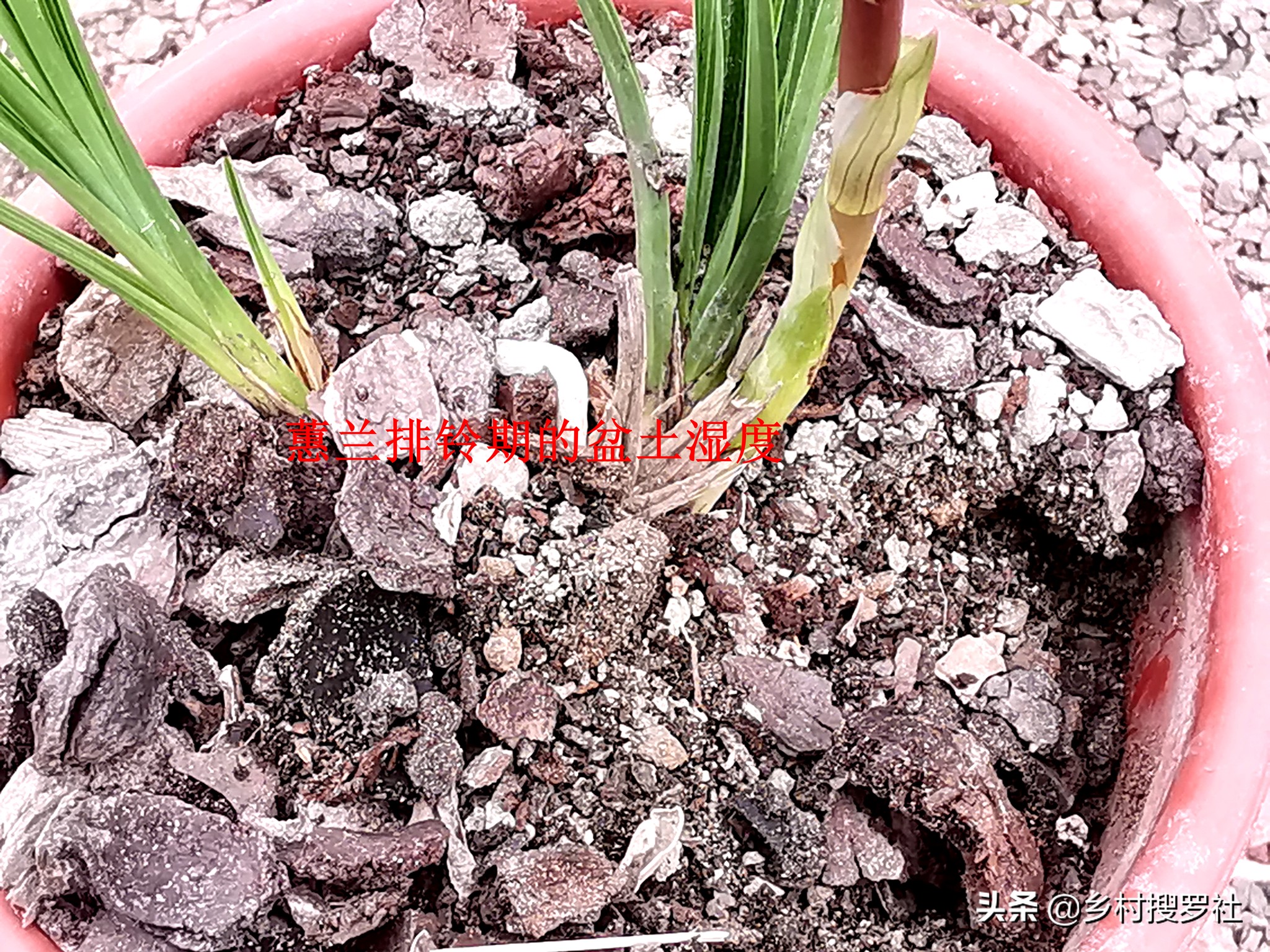 蕙兰排铃期的管理方法,蕙兰花蕾期怎么管理