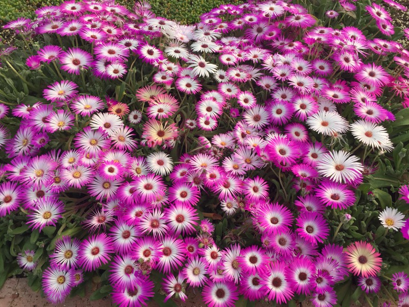 彩虹花盆栽,好养的阳台开花花卉