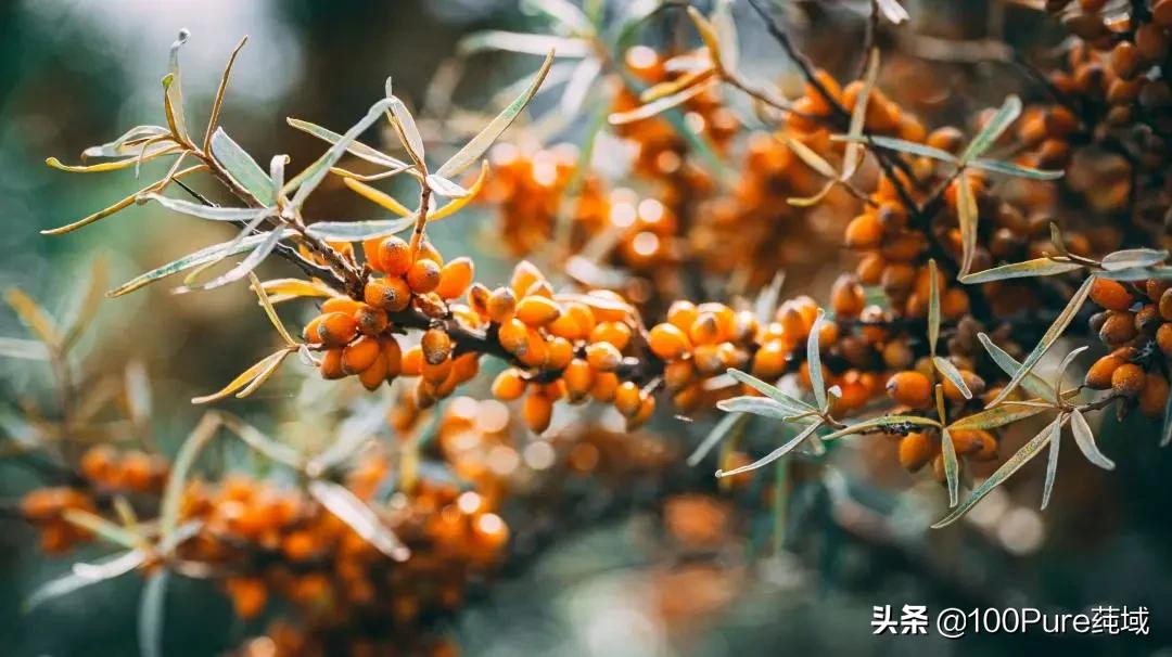 支付宝里种的树是真实存在的吗,支付宝种树真的给你种下了树吗