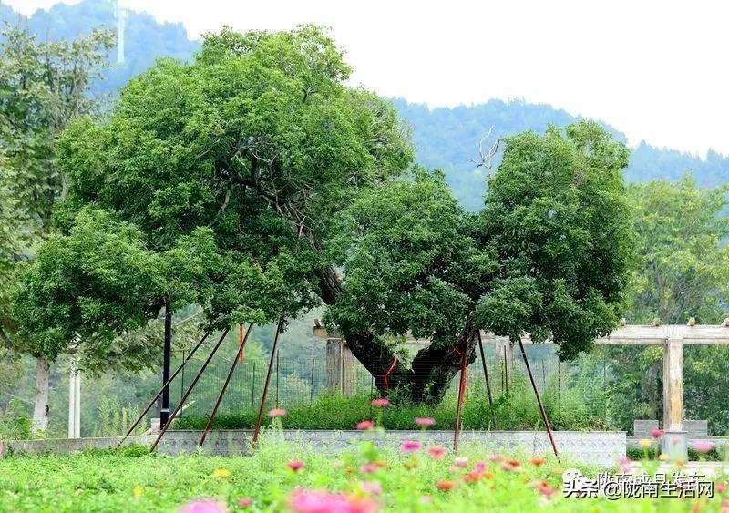 我叫成县，这是我2019年的自拍照
