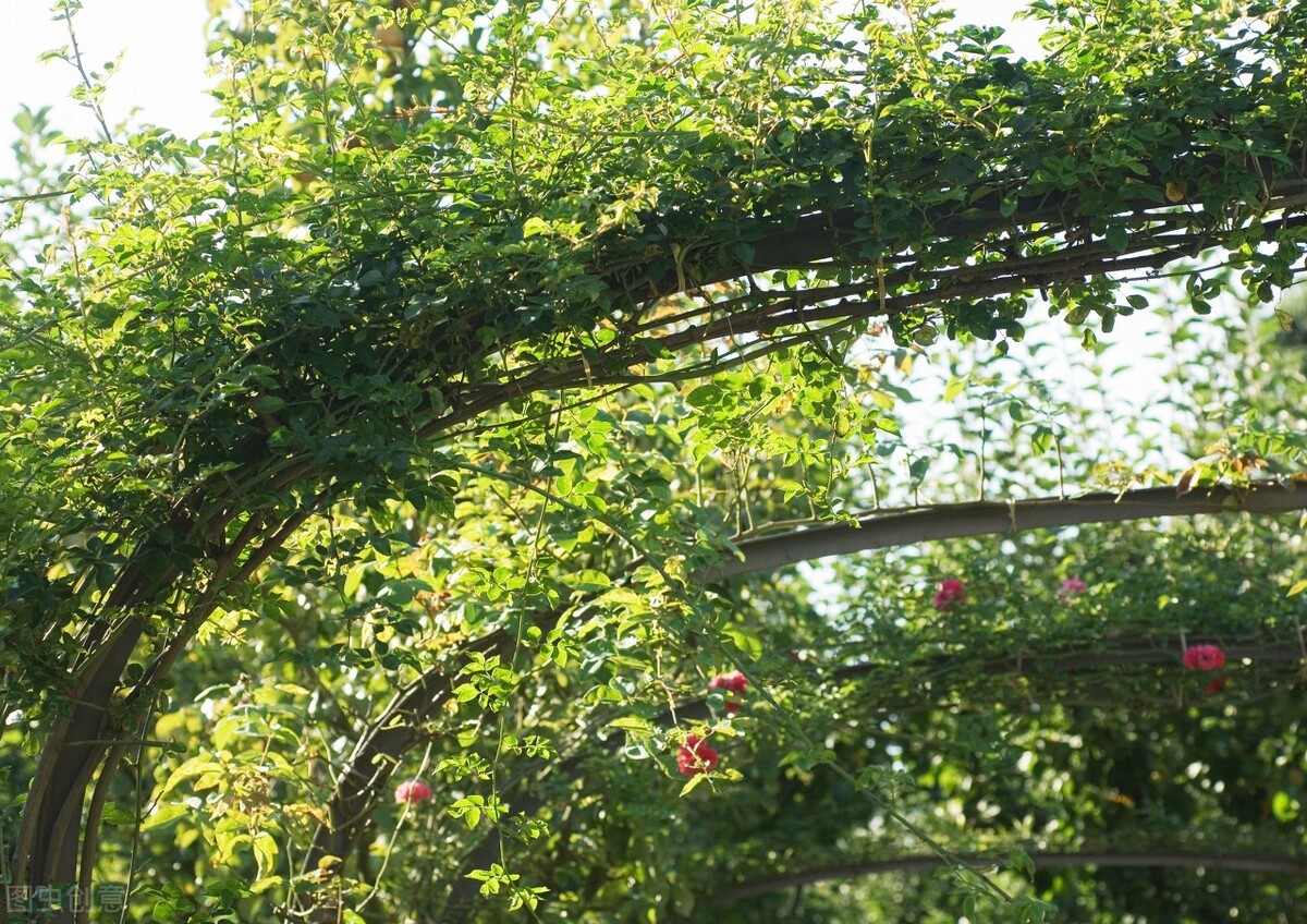 庭院花架怎样搭最便宜,庭院花架高度有什么讲究