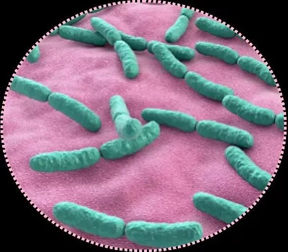 100亿活性乳酸菌,灭活乳酸杆菌