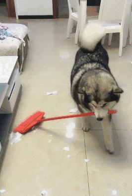 养阿拉斯加前必须了解的四个时期,成年的阿拉斯加犬可以养吗