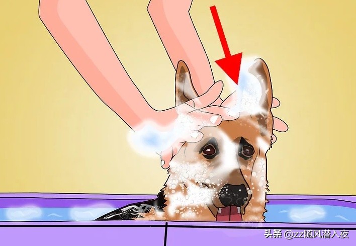 如何用洗洁精消灭跳蚤,如何用洗洁精去油