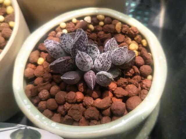 养了8年的多肉海豹,曾经的小海豹