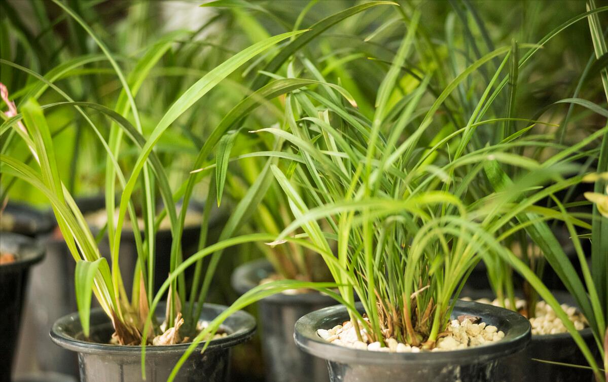 大叔种5亩麦子卖了多少钱,大叔种菜一年5000万