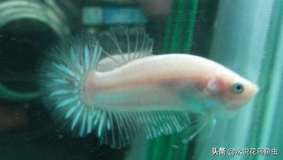 斗鱼哪个品种好养活,斗鱼品种哪个好养