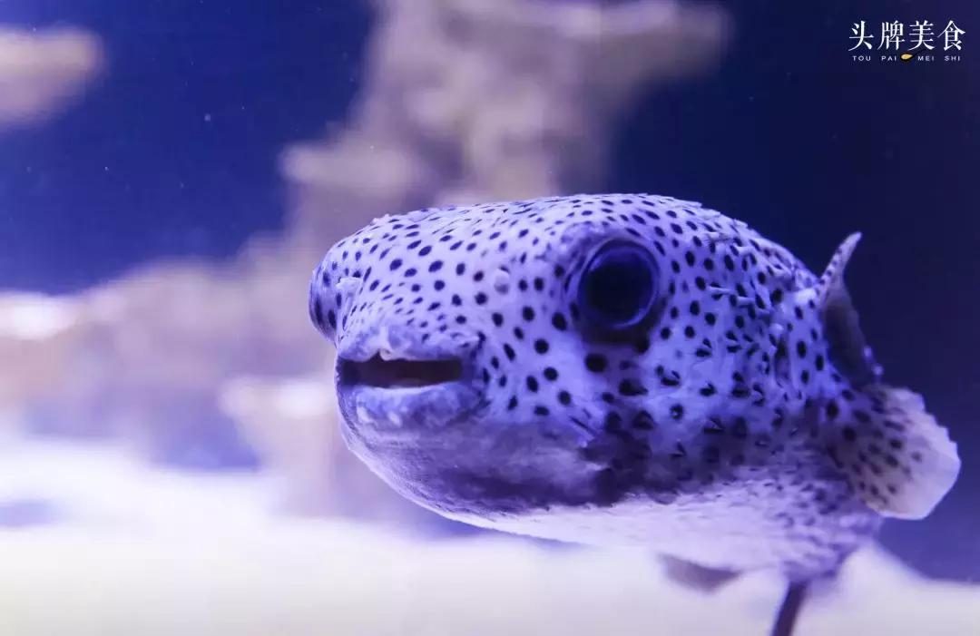 色彩斑斓的海底珊瑚,五彩缤纷的海洋生物视频