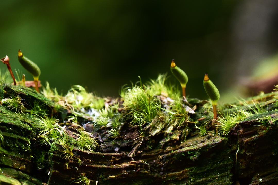 吃毒菇、睡蛇窝,只为挖一堆草,这个重庆博士要做当代神农