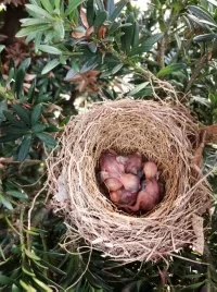 冯家江边发现紫色的鸟蛋，你知道什么鸟产的吗？