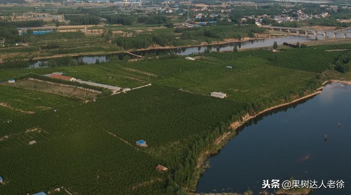 种植桃树的间距是很有讲究的,科学合理的种植模式