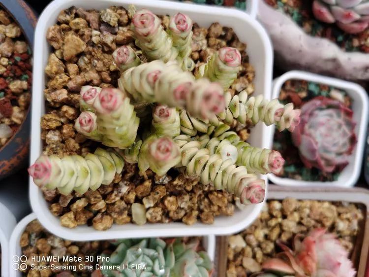 冬日如何更好地养多肉,冬天可以户外养护的多肉