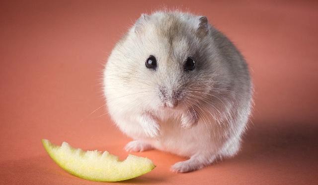 仓鼠喂水瓶不出水怎么办,怎么给不熟的小仓鼠换木屑