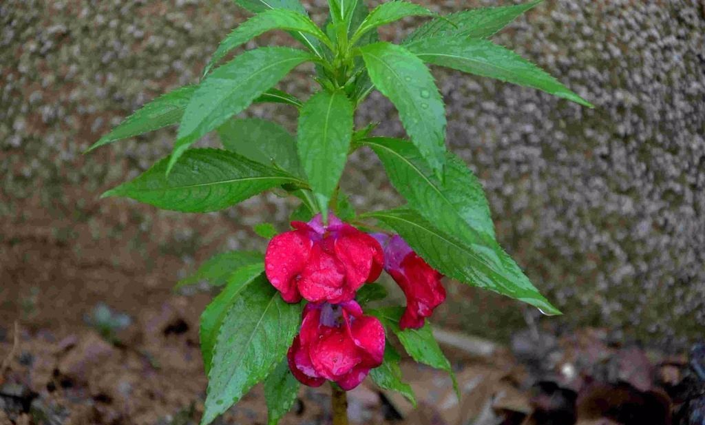 100种常见观叶植物图鉴史上最全,农村常见的100种植物