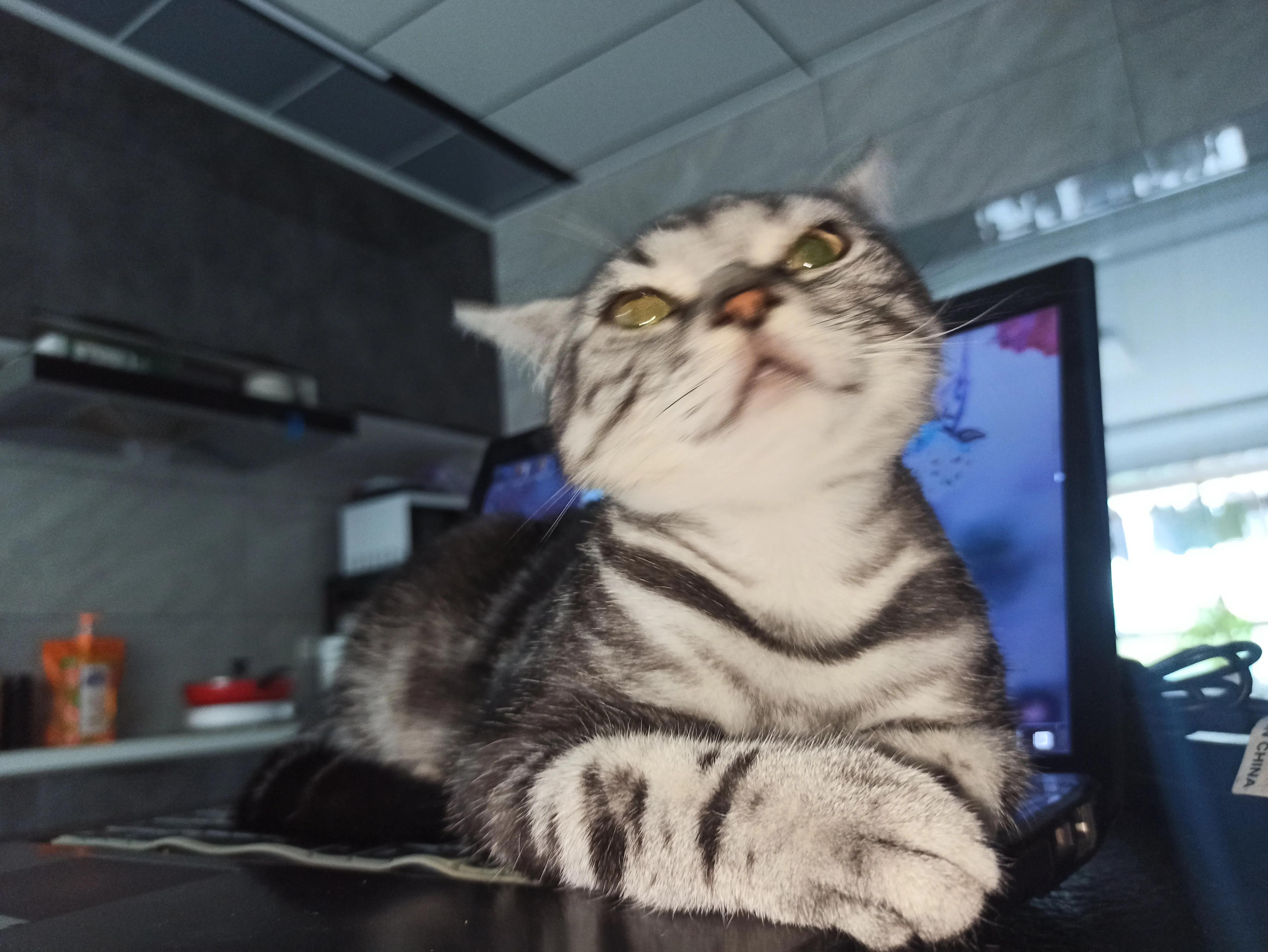 猫癣治疗的四个阶段,猫癣治愈的过程