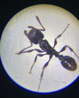 显微镜最大可以放大5000倍,只能放大1200倍的显微镜