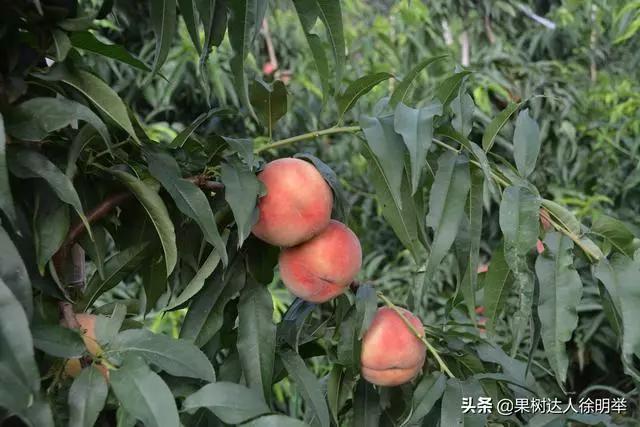 桃树修剪时间及各阶段修剪技术,大口径修剪桃树剪刀