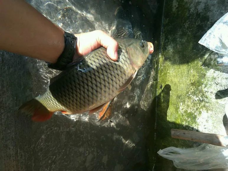 老钓手的一些小技巧,手竿谷麦钓鲤鱼教程