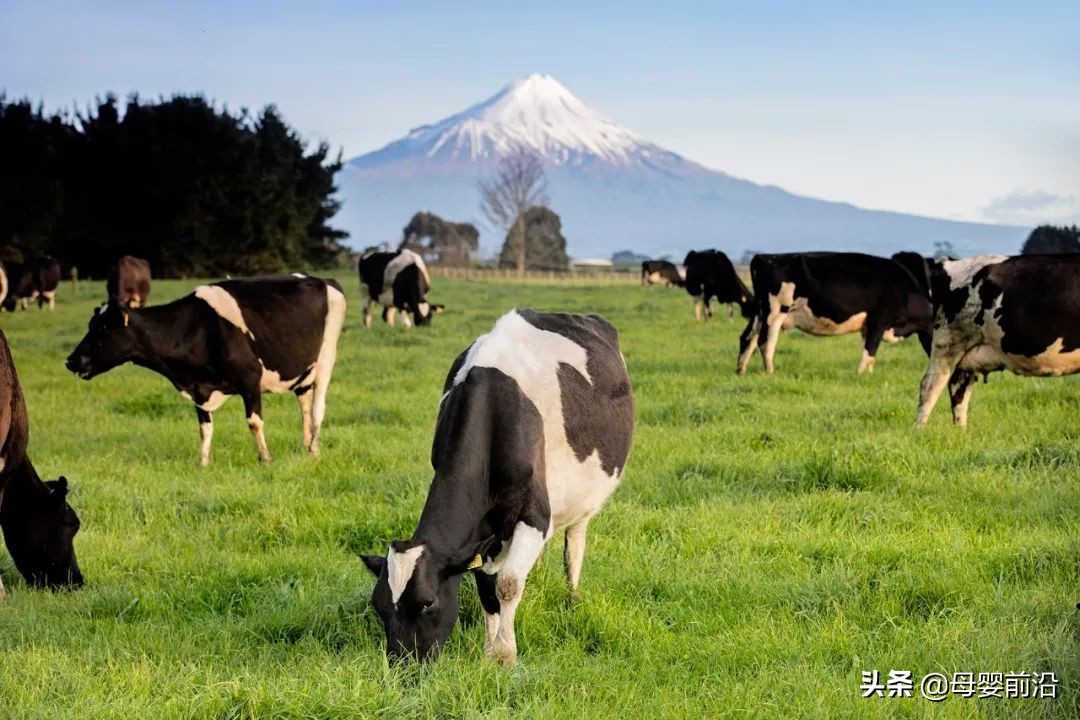 高培臻爱草饲奶粉价格,优质草饲奶粉