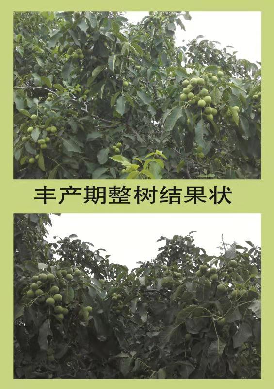 特早熟高产核桃,核桃硒府一号南方种植