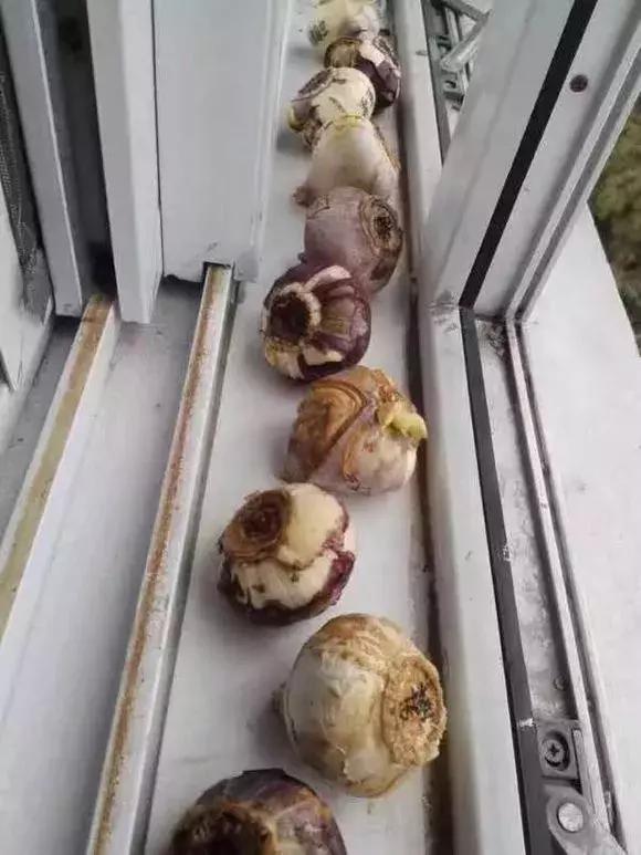 风信子开完花后一直在土里可以吗,开过花的风信子种球怎样处理